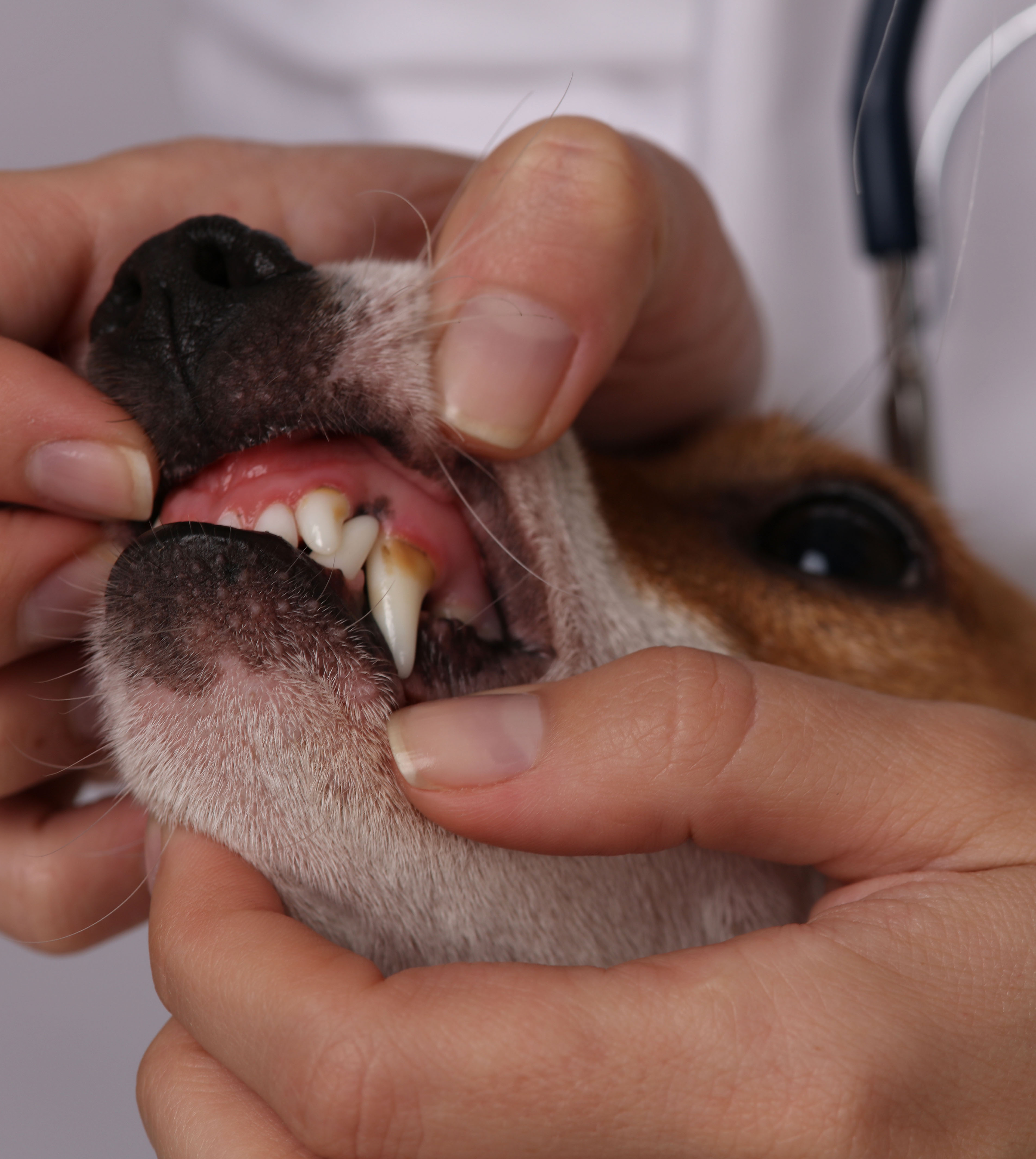 tierarzt zahnfleischwucherung